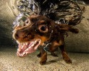 awesome-underwater-photography-of-dogs-4135