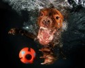 awesome-underwater-photography-of-dogs-4136