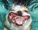 awesome-underwater-photography-of-dogs-4137