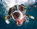 awesome-underwater-photography-of-dogs-4138