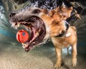 awesome-underwater-photography-of-dogs-4139