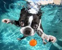 awesome-underwater-photography-of-dogs-4140