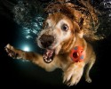 awesome-underwater-photography-of-dogs-4142