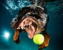 awesome-underwater-photography-of-dogs-4143