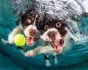 awesome-underwater-photography-of-dogs-4146