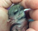 baby-squirrel-awesomelycute-com-4104