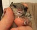 baby-squirrel-awesomelycute-com-4112
