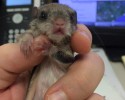 baby-squirrel-awesomelycute-com-4113