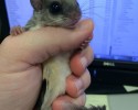 baby-squirrel-awesomelycute-com-4117