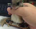 baby-squirrel-awesomelycute-com-4120