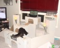 easy-to-build-pet-forts-awesomely-com-4089