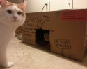 easy-to-build-pet-forts-awesomely-com-4101