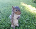 funny-animals-awesomelycute.com-4200