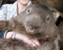 oldest-living-wombat-in-the-world-patrick-4218