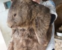 oldest-living-wombat-in-the-world-patrick-4219