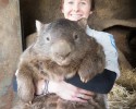oldest-living-wombat-in-the-world-patrick-4220