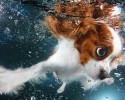 amazing-underwater-puppy-photography-seth-casteels-44927