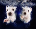 amazing-underwater-puppy-photography-seth-casteels-44928