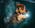 amazing-underwater-puppy-photography-seth-casteels-44930