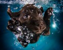 amazing-underwater-puppy-photography-seth-casteels-44931