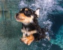 amazing-underwater-puppy-photography-seth-casteels-44932