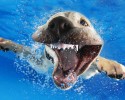 amazing-underwater-puppy-photography-seth-casteels-44934