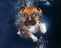 amazing-underwater-puppy-photography-seth-casteels-44936