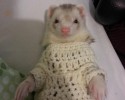 animals-wearing-cute-sweaters-14-09-09-2014