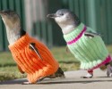 animals-wearing-cute-sweaters-18-09-09-2014