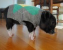 animals-wearing-cute-sweaters-25-09-09-2014