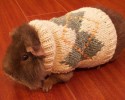 animals-wearing-cute-sweaters-27-09-09-2014