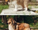 awesomelycute-com-before-and-after-pictures-of-dogs-growing-up-4236