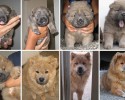 awesomelycute-com-before-and-after-pictures-of-dogs-growing-up-4246