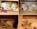 awesomelycute-com-before-and-after-pictures-of-dogs-growing-up-4249