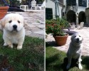 awesomelycute-com-before-and-after-pictures-of-dogs-growing-up-4251
