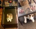 awesomelycute-com-before-and-after-pictures-of-dogs-growing-up-4253