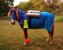 best-horse-customs-awesomelycute-com-4262