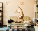 cats-jumping-1