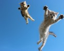 cats-jumping-10