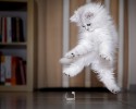 cats-jumping-11