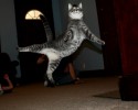 cats-jumping-12