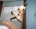 cats-jumping-15