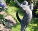 cats-jumping-4