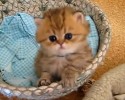 cutest-persian-kitten