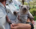 adorable-orphaned-wombat-finds-home-1