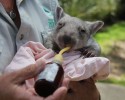 adorable-orphaned-wombat-finds-home-10