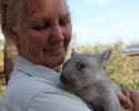 adorable-orphaned-wombat-finds-home-12