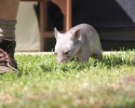 adorable-orphaned-wombat-finds-home-13