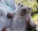 adorable-orphaned-wombat-finds-home-3