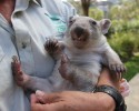 adorable-orphaned-wombat-finds-home-6